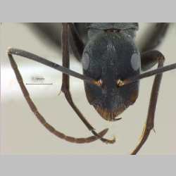 Camponotus rufoglaucus Jerdon,1851 frontal