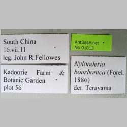 Nylanderia bourbonica Forel, 1886 label