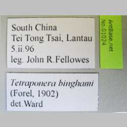 Tetraponera binghami Forel, 1902 label