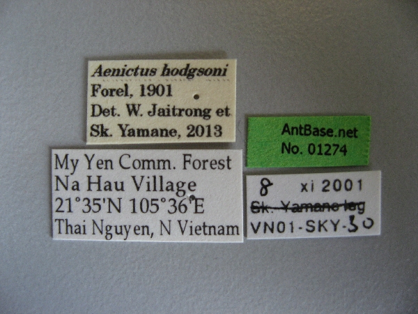 Aenictus-hodgsoni label