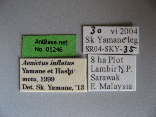 Aenictus inflatus label