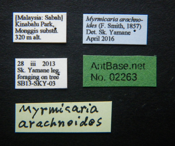 Myrmicaria arachnoides label