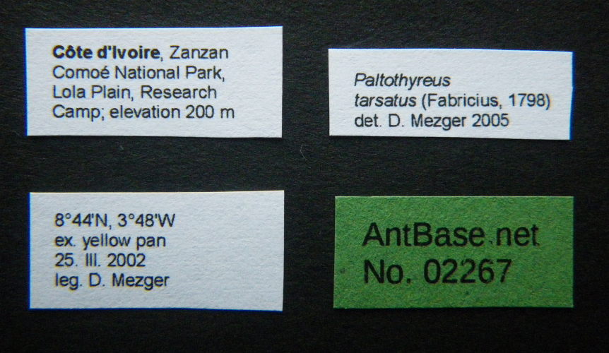 Paltothyreus tarsatus label