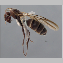 Podomyrma gratiosa (Smith, 1858)