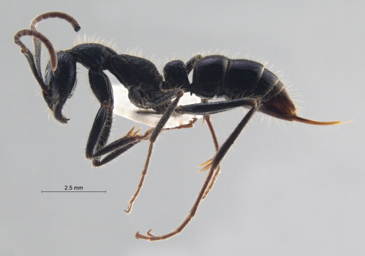 Colobopsis nipponica lateral