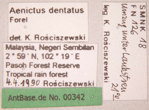 Aenictus dentatus label