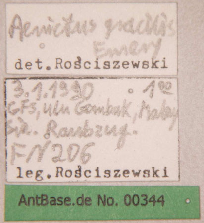 Aenictus gracilis label