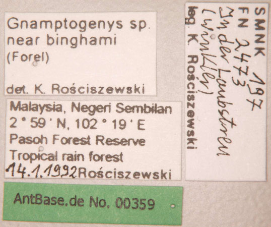 Gnamptogenys sp. near binghamii queen label