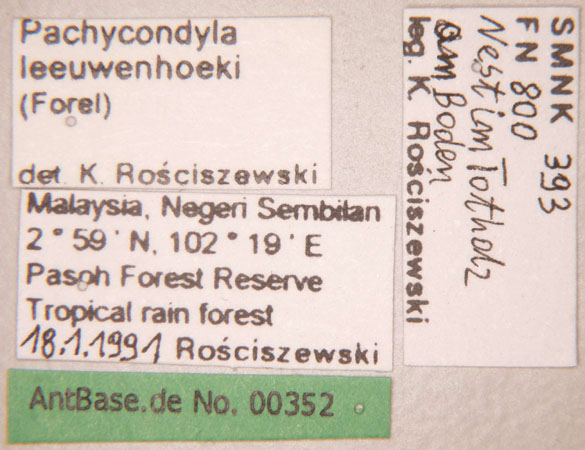Pachycondyla leeuwenhoeki label