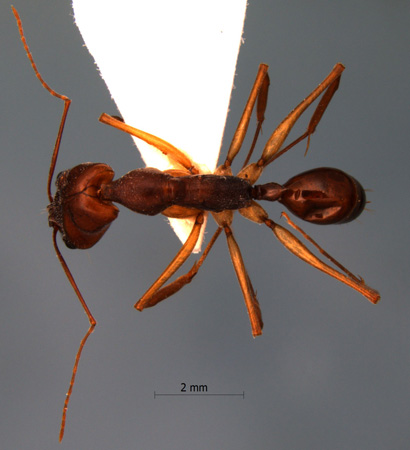 Odontomachus monticola dorsal