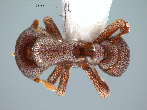 Eurhopalothrix platisquama dorsal