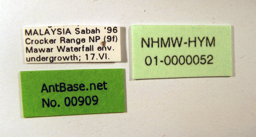 Polyrhachis bicolor gyne label