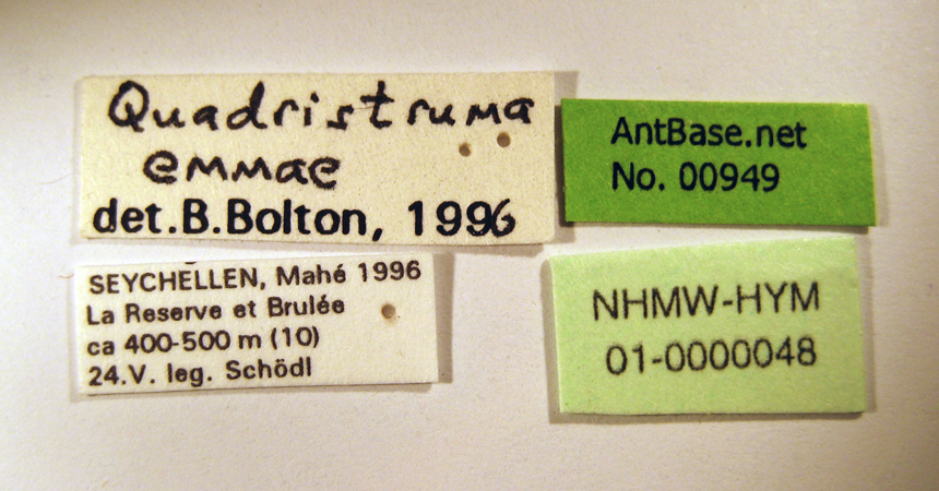 Strumigenys emmae worker label