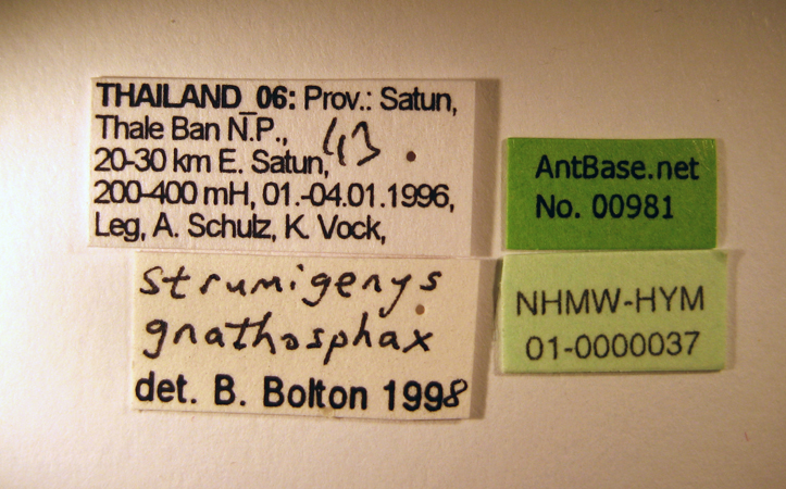 Strumigenys gnathosphax label