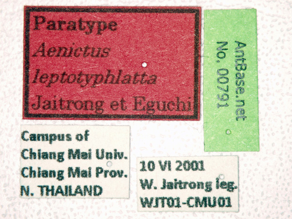 Aenictus leptotyphlatta label