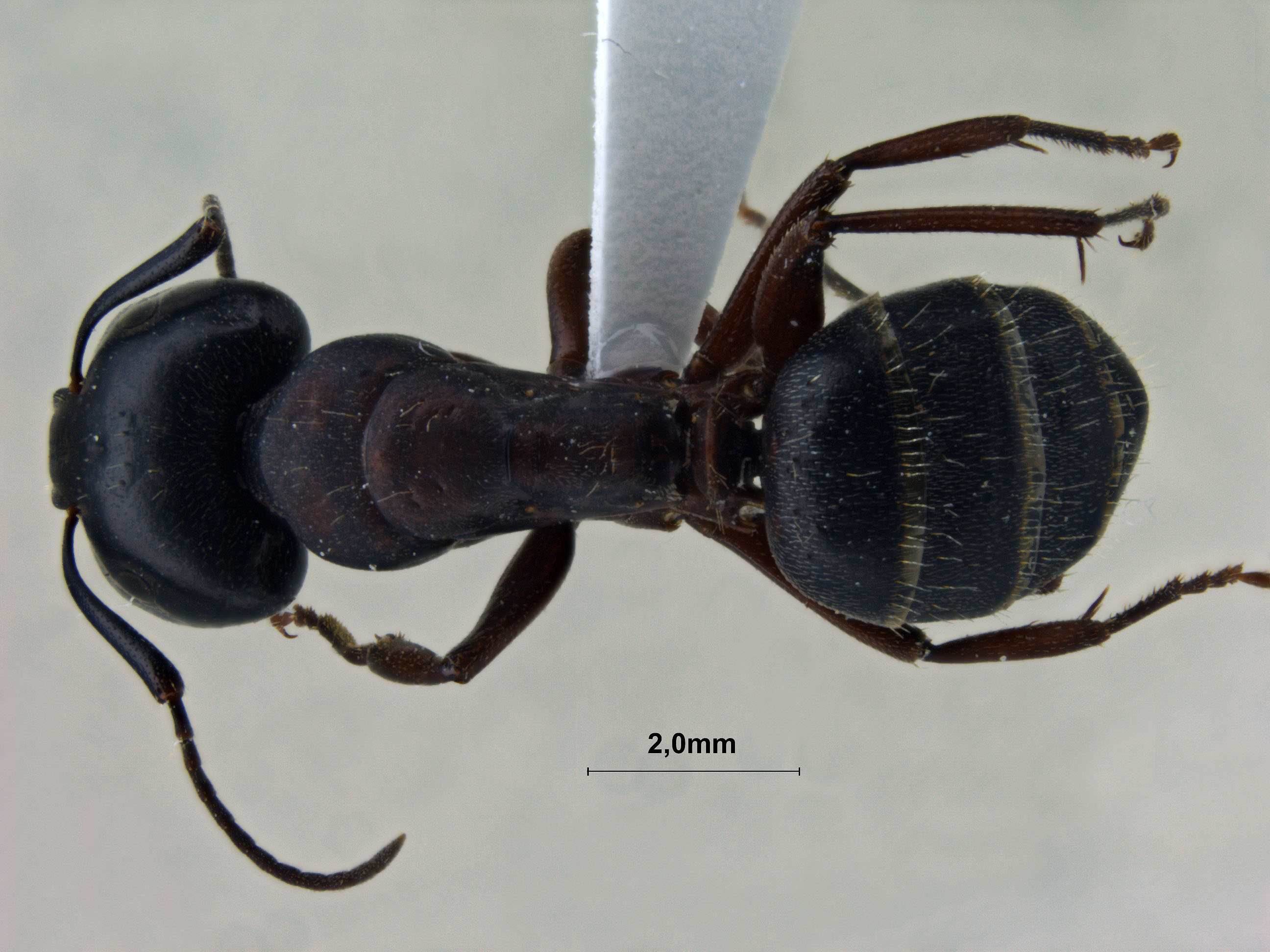 Camponotus sachalinensis dorsal