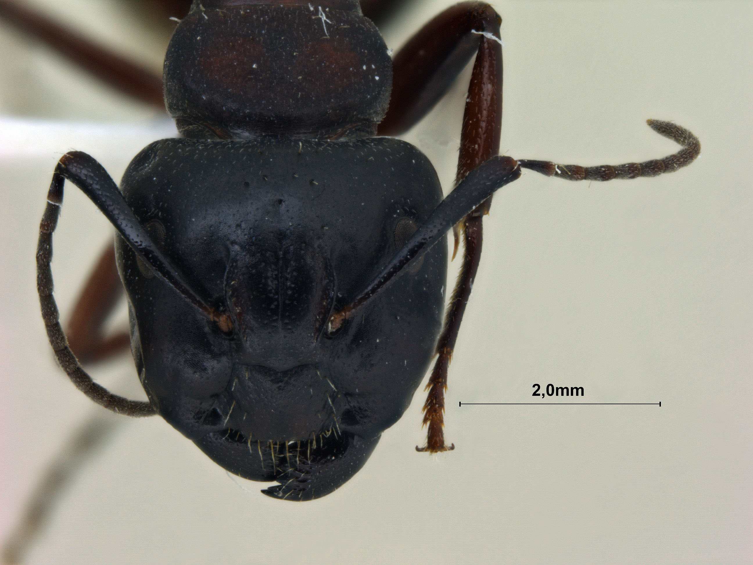Camponotus sachalinensis frontal