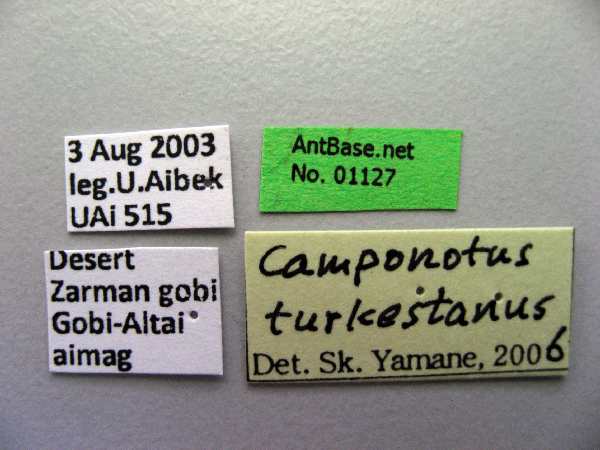 Camponotus turkestanus label