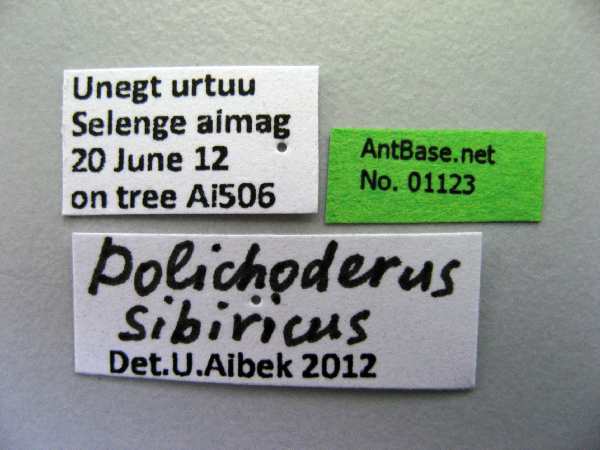 Dolichoderus sibiricus label