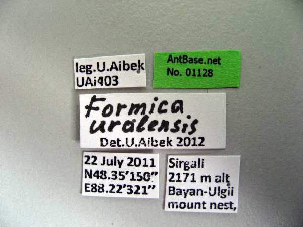Formica uralensis label