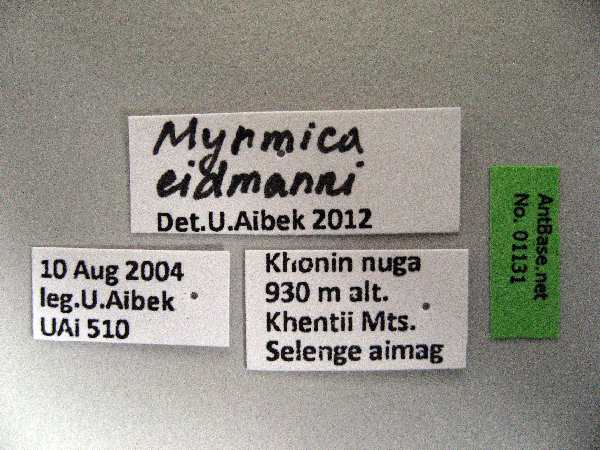 Myrmica eidmanni queen label