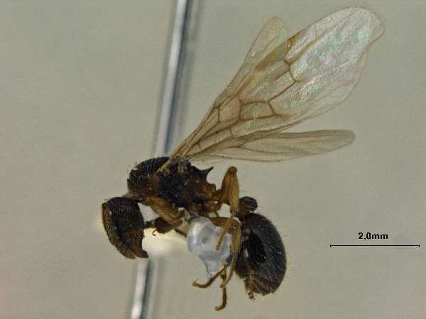 Myrmica eidmanni queen lateral