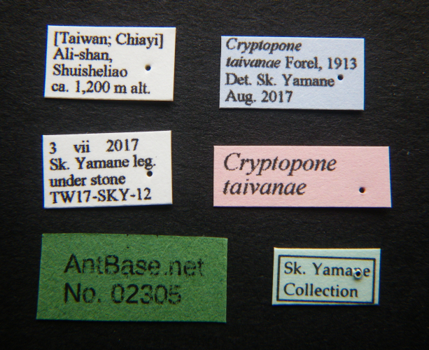 Cryptopone taivanae label