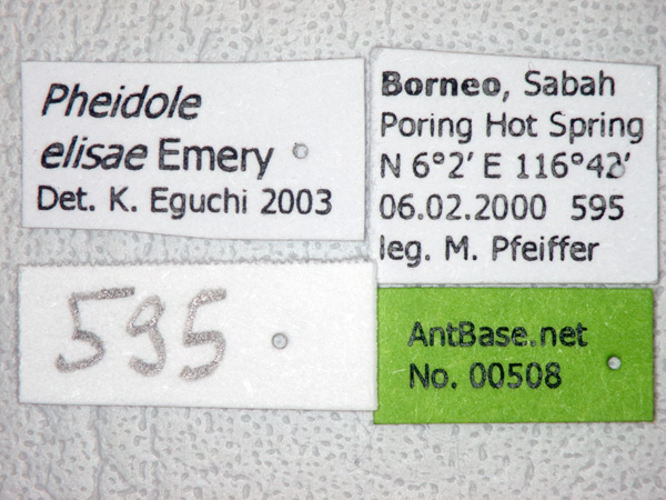 Pheidole elisae label
