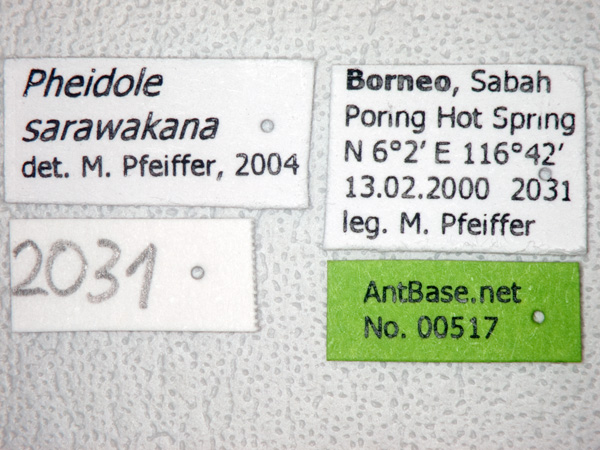 Pheidole sarawakana label