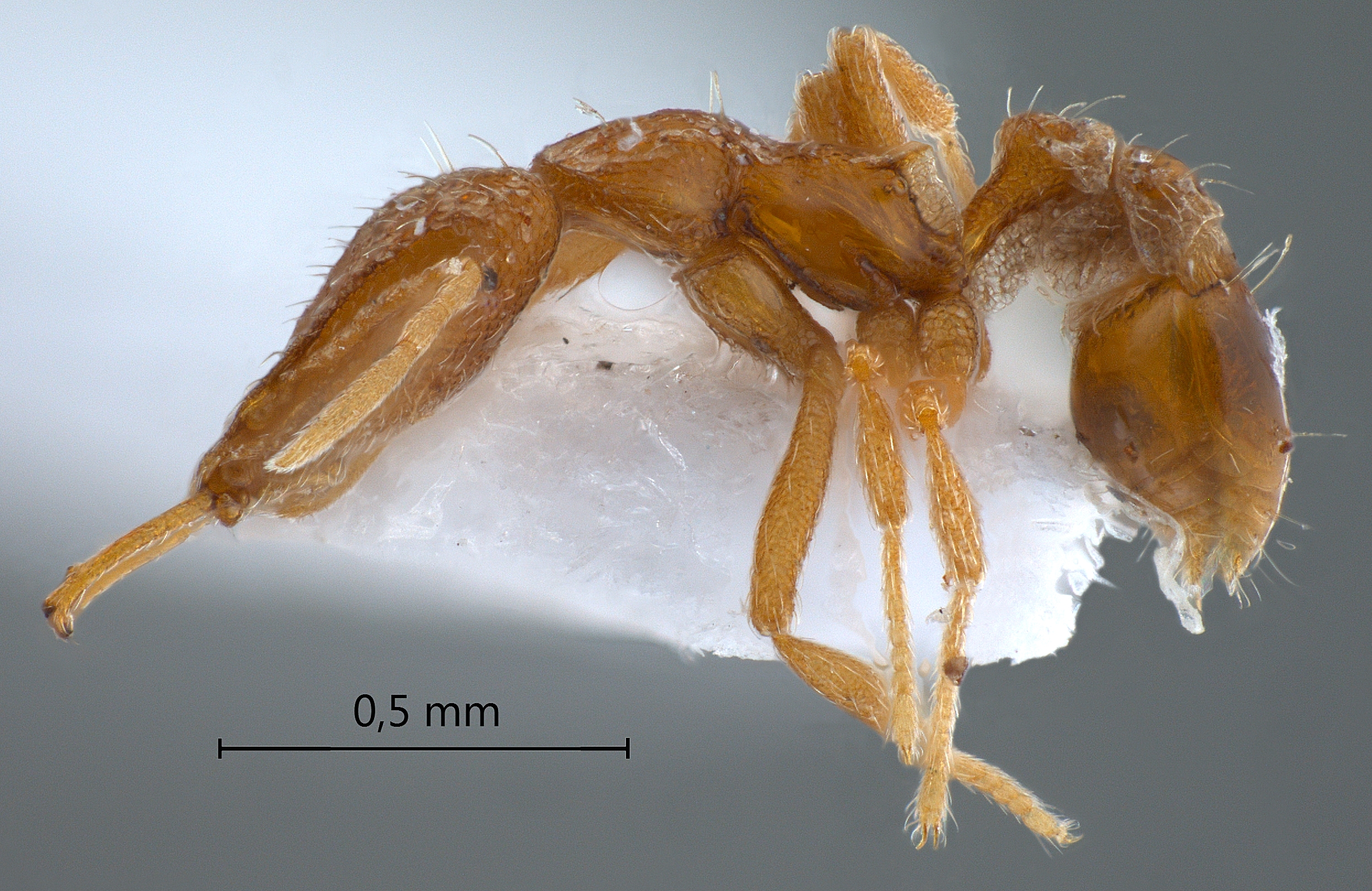 Strumigenys juliae lateral