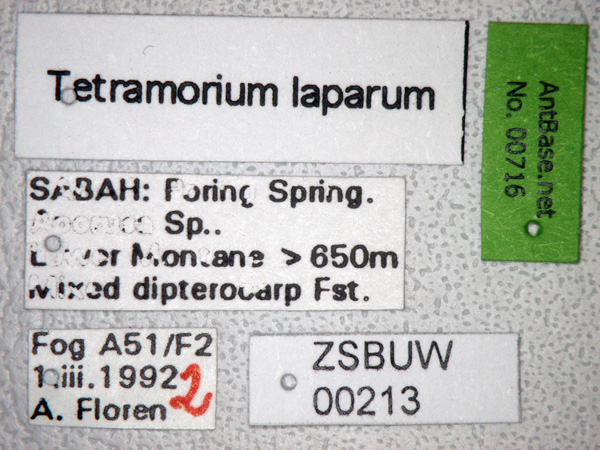 Tetramorium laparum label