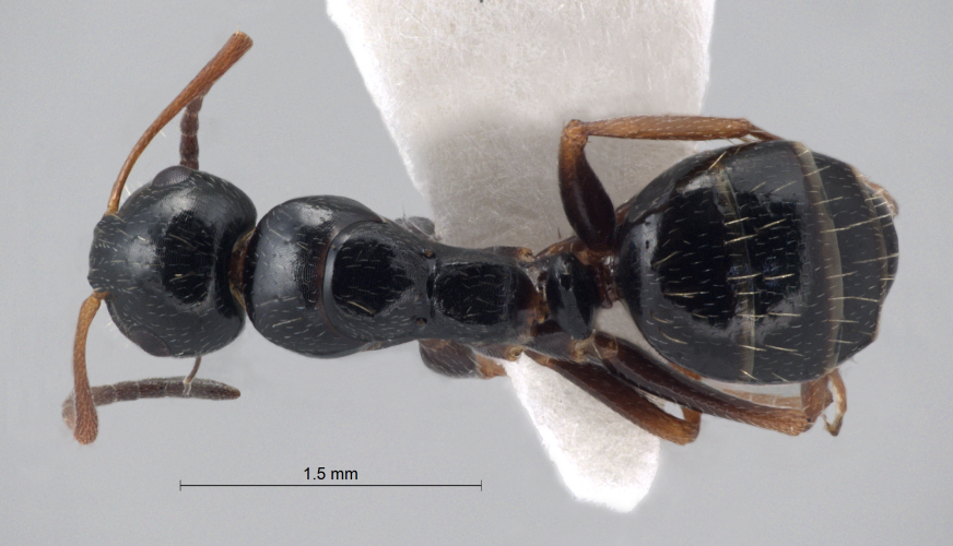 Camponotus piceus dorsal