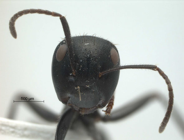 Camponotus (Colobopsis) sp 69 of SKY frontal