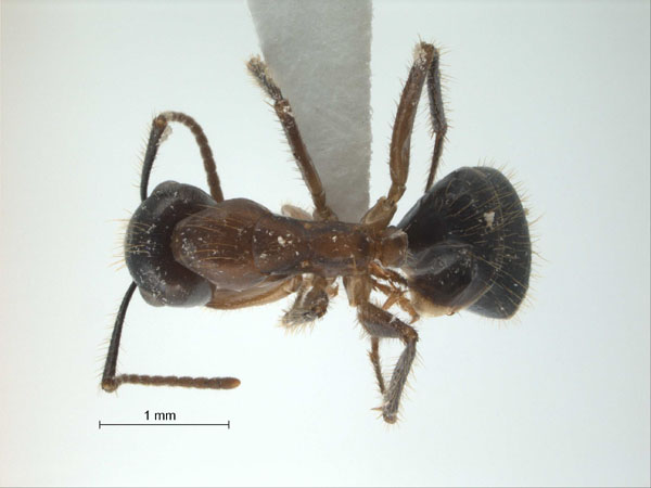 Camponotus (Myrmotarsus) rufifemur dorsal
