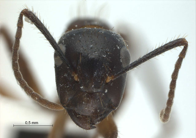 Camponotus (Myrmotarsus) rufifemur frontal