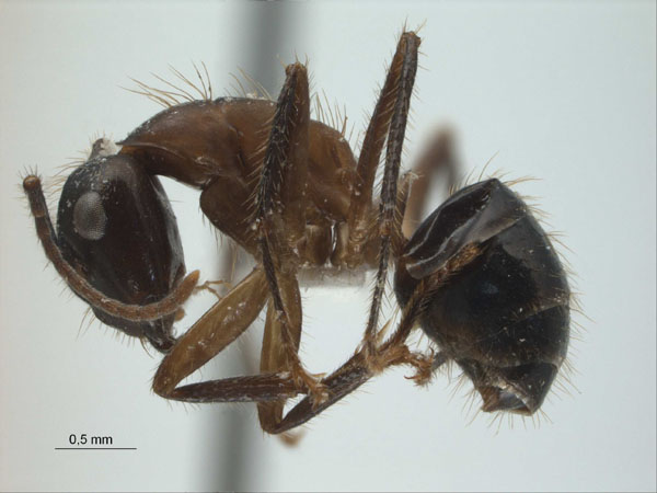 Camponotus (Myrmotarsus) rufifemur lateral