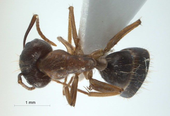 Camponotus (Tanaemyrmex) arrogans dorsal
