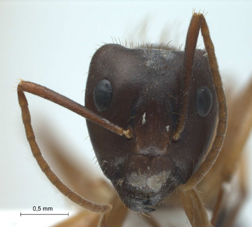 Camponotus (Tanaemyrmex) arrogans frontal