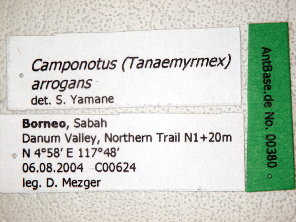 Camponotus (Tanaemyrmex) arrogans label