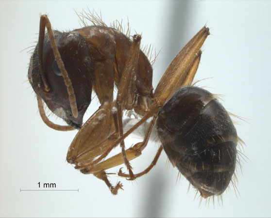 Camponotus (Tanaemyrmex) arrogans lateral