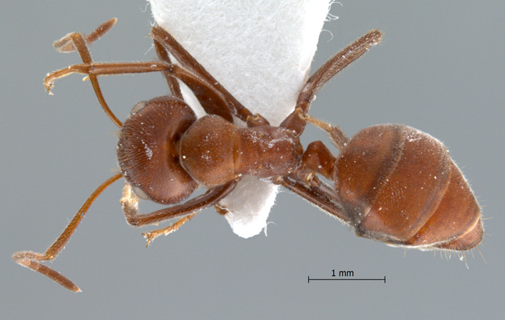 Camponotus saundersi dorsal