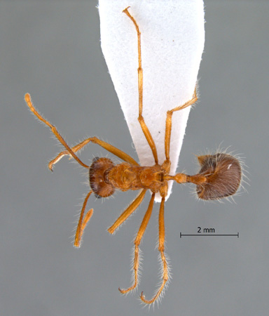 Myrmicaria melanogaster dorsal