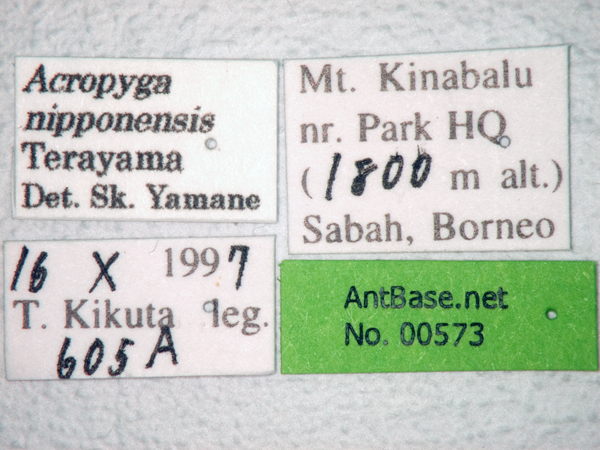 Acropyga nipponensis label