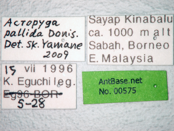 Acropyga pallida label