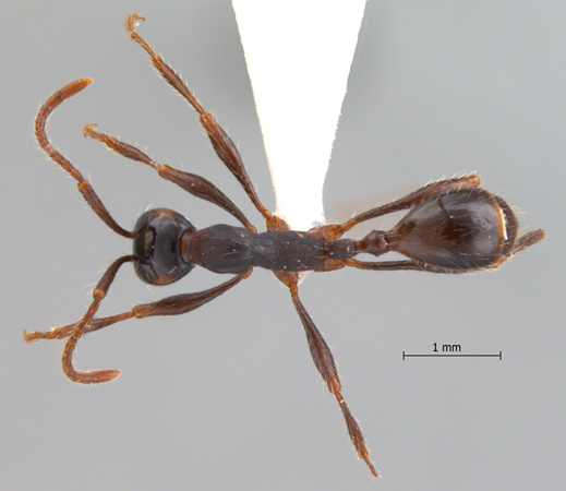 Aenictus binghami dorsal