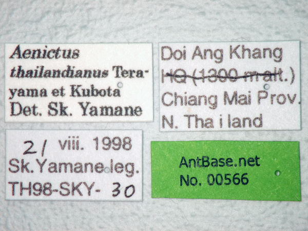 Aenictus thailandianus label