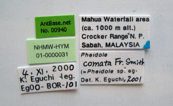 Pheidole comata major label
