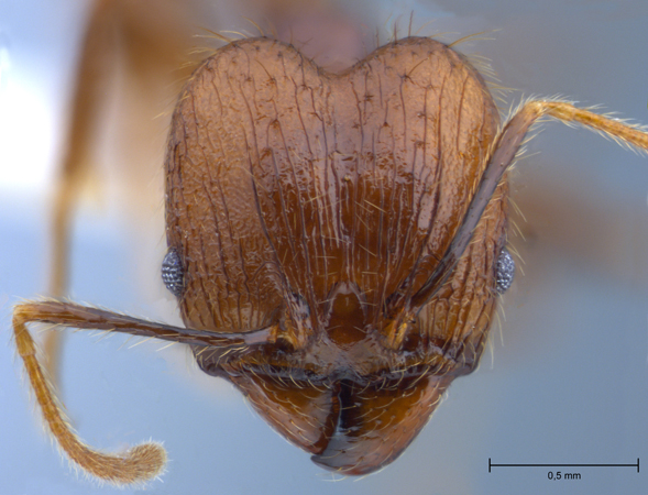 Pheidole orophila major frontal