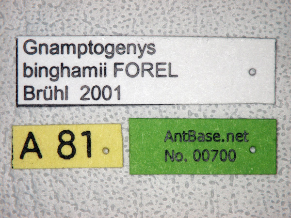 Gnamptogenys binghamii label