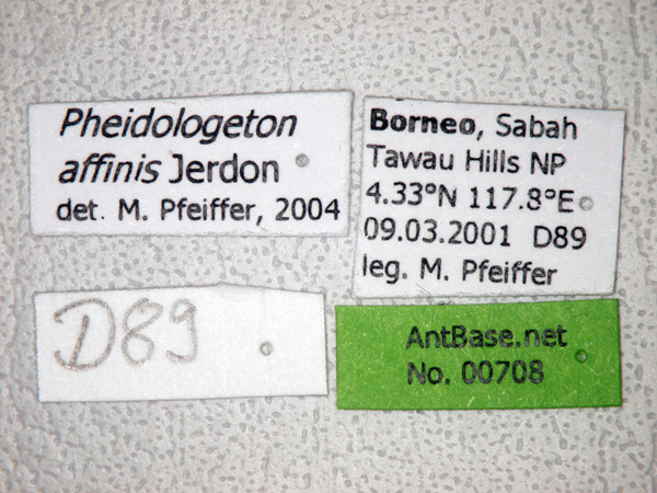 Pheidologeton affinis major label